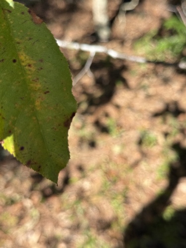 black cherry photograph by the iNaturalist community
