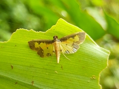 Nistra coelatalis