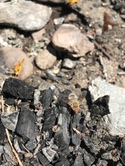 Thyridanthrax pallidus