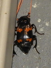 Nicrophorus sayi