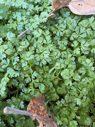 Anthriscus caucalis observed 2026-10-23
