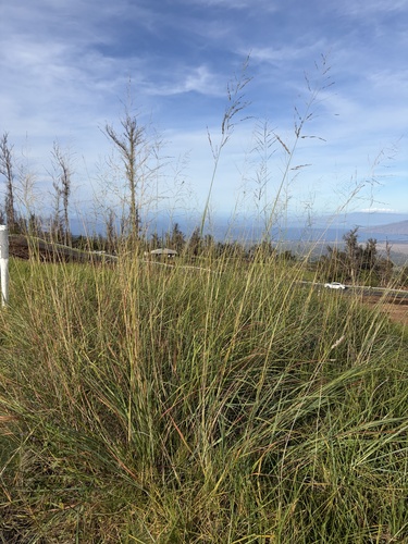 Eragrostis, 2026-10-23