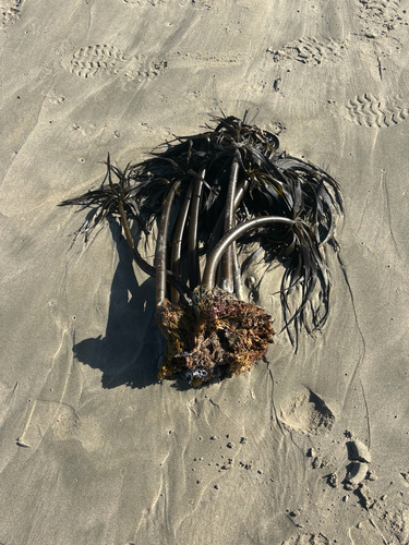 Postelsia palmaeformis observed 2026-10-23