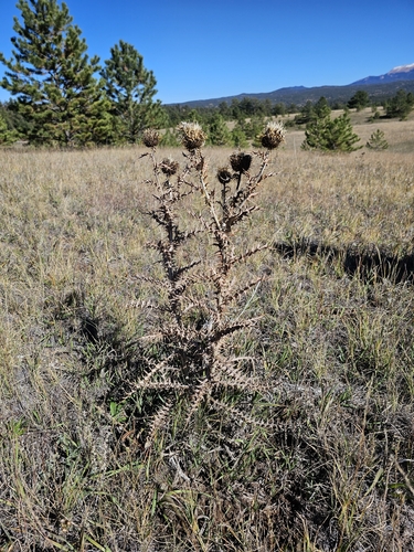 yellowspine thistle