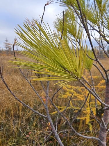 eastern white pine photograph by the iNaturalist community