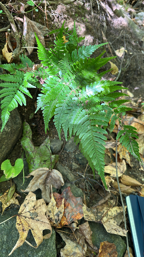 Dryopteris erythrosora observed 2026-10-23