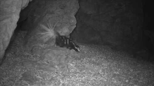 Western Spotted Skunk