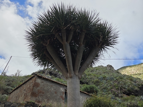 Dracaena draco observed 2026-10-23