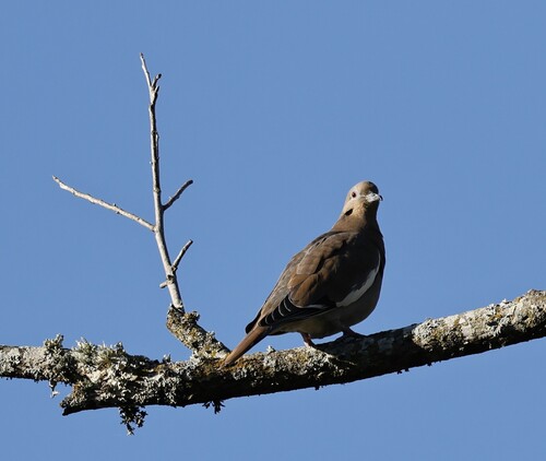 White-winged Dove photograph by the iNaturalist community