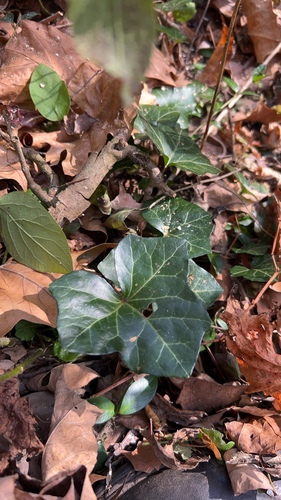 common ivy photograph by the iNaturalist community
