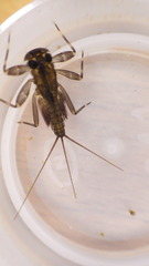 Stenacron interpunctatum