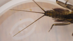 Stenacron interpunctatum