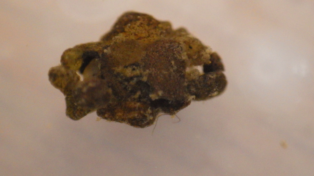 Protoptila