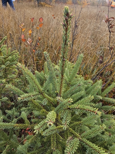 Picea mariana observed 2026-10-23
