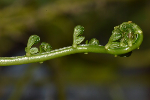Amauropelta fluminalis (Amauropelta fluminalis)