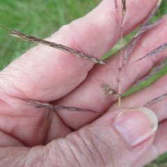 Bothriochloa bladhii