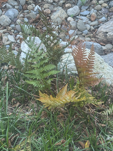 Dryopteris erythrosora observed 2026-10-23