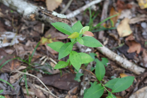 Lyonia lucida observed 2026-10-18