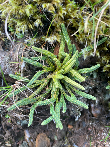 Diphasiastrum alpinum observed 2026-10-18