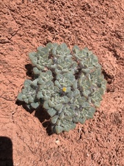 Psathyrotes pilifera