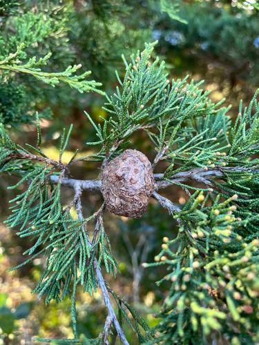 Gymnosporangium juniperi-virginianae, 2026-10-23