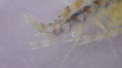 Gammarus fasciatus