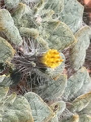 Psathyrotes pilifera