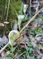 Pterostylis grandiflora