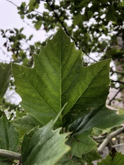 Platanus occidentalis