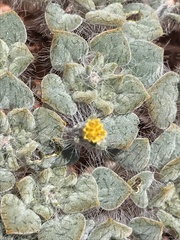 Psathyrotes pilifera