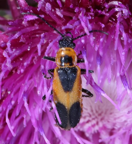 Colorado Soldier Beetle