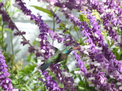 Cynanthus latirostris