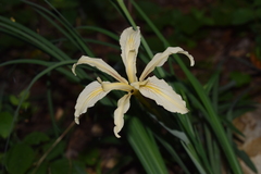 Iris fernaldii