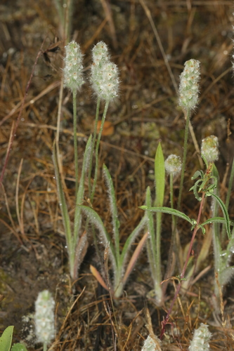 Plantago patagonica