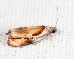 Zomaria interruptolineana