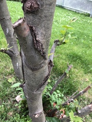 Platanus occidentalis
