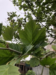 Platanus occidentalis