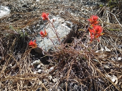 Castilleja pruinosa
