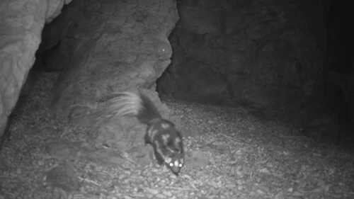 Western Spotted Skunk