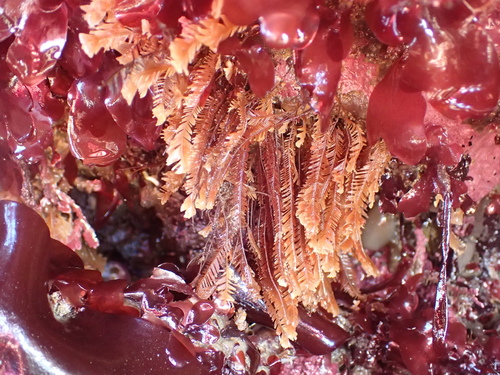 Aglaophenia struthionides