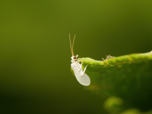 Coniopteryx maculithorax