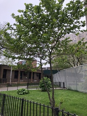 Platanus occidentalis