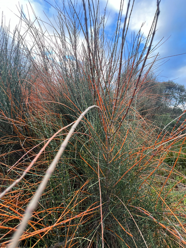 Allocasuarina verticillata observed 2026-10-24