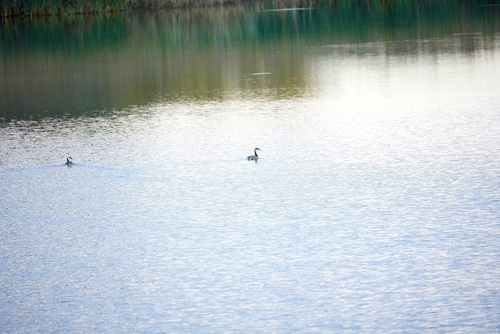 iNaturalist image