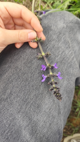 Verbenaceae observed 2026-10-22