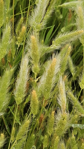 Polypogon monspeliensis observed 2026-10-22