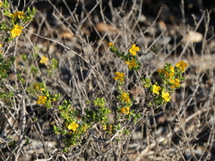 Roepera aurantiaca