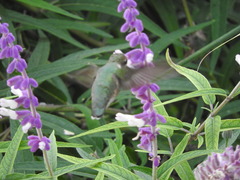 Cynanthus latirostris