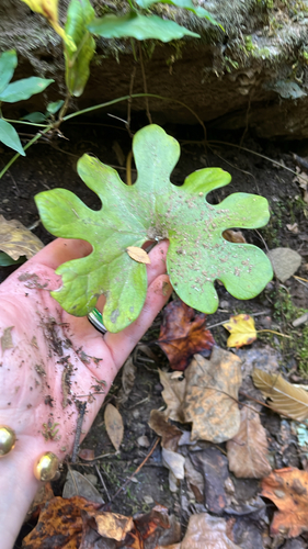 bloodroot photograph by the iNaturalist community