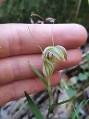 Pterostylis grandiflora